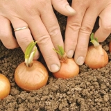 Da li je moguće saditi proklijali luk